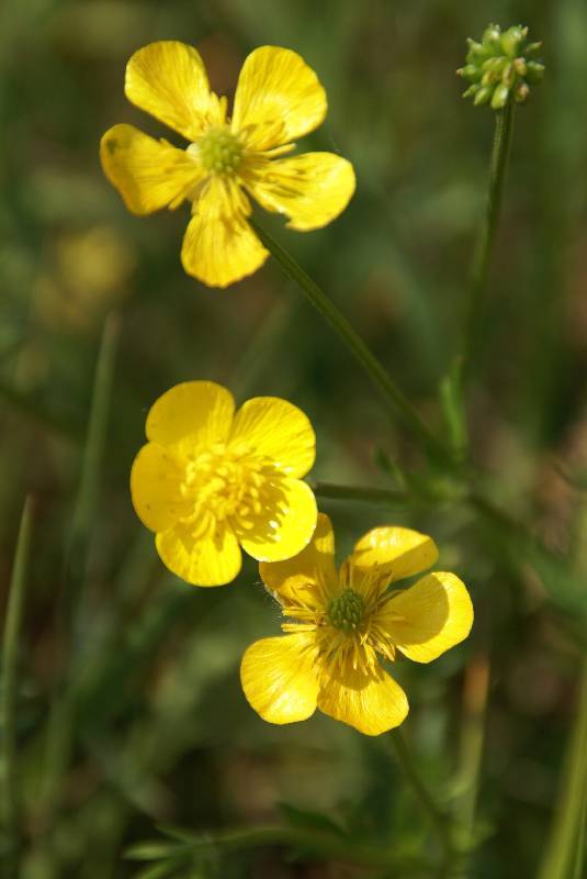 Unser Orchideenpark Bild Nr.065